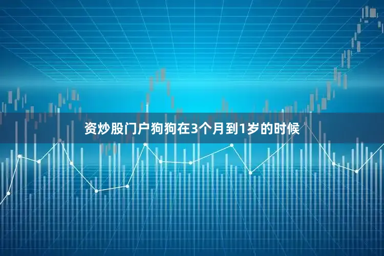 资炒股门户狗狗在3个月到1岁的时候